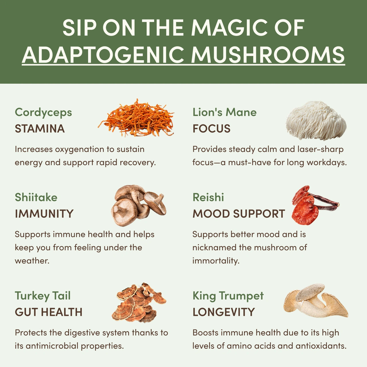 MUSHROOM MATCHA, Lions mane, Cordyceps, King trumpet, Shiitake, Reishi
